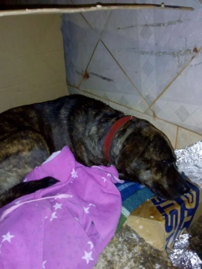 Cachorro ra a SRD idade  nome Sem nome