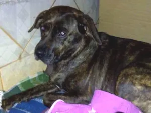 Cachorro raça SRD idade  nome Sem nome