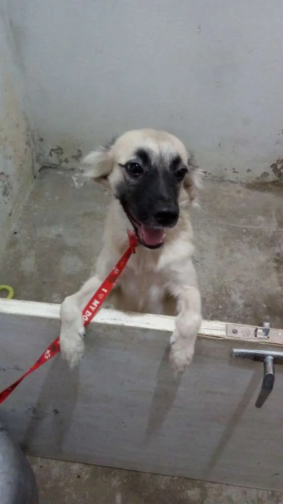 Cachorro raça Viralata idade 2 a 6 meses nome Zuma
