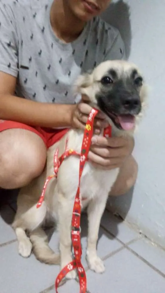 Cachorro raça Viralata idade 2 a 6 meses nome Zuma