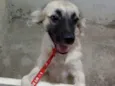 Zuma