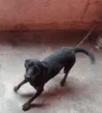 Pipoca