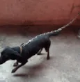 Pipoca