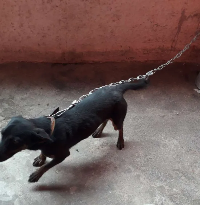 Cachorro ra a Vira lata idade 1 ano nome Pipoca