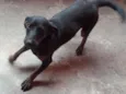 Pipoca