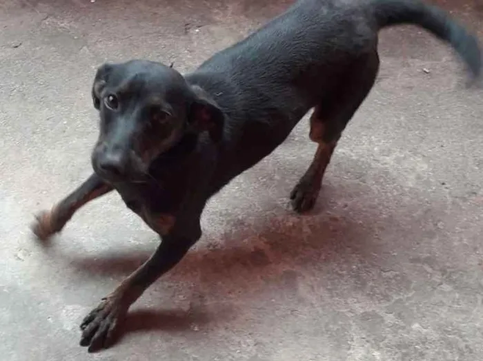 Cachorro ra a Vira lata idade 1 ano nome Pipoca