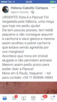 Pipoca