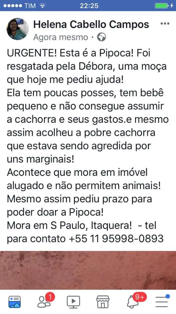 Cachorro ra a Vira lata idade 1 ano nome Pipoca