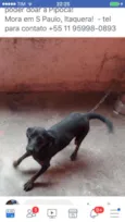 Pipoca
