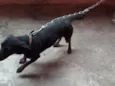 Pipoca