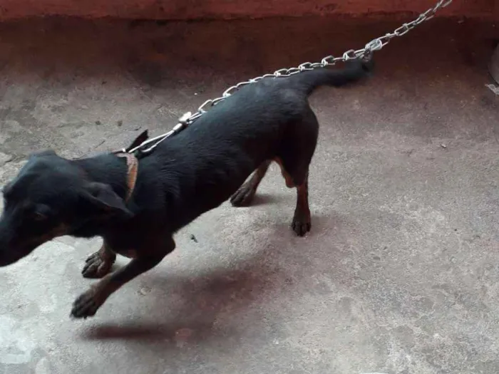 Cachorro ra a Vira lata idade 1 ano nome Pipoca