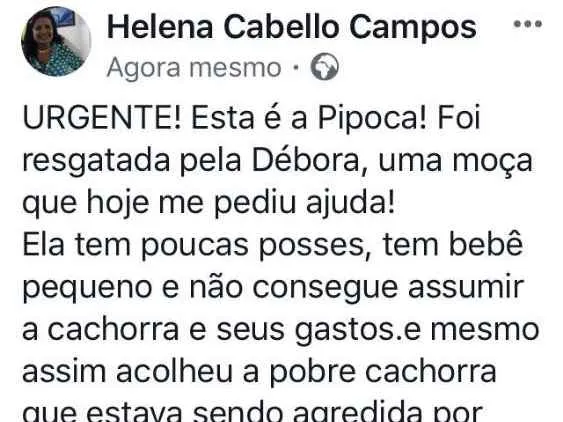 Cachorro ra a Vira lata idade 1 ano nome Pipoca