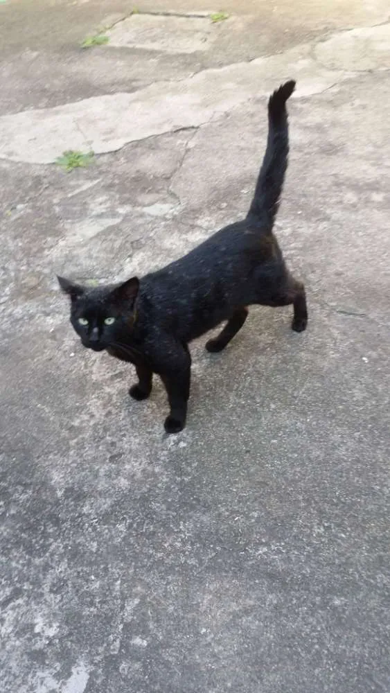 Gato ra a Vira lata idade 1 ano nome Jack