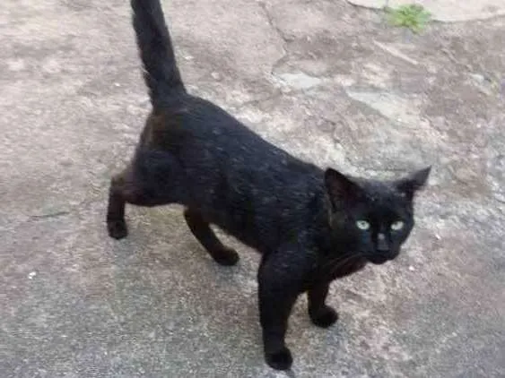 Gato ra a Vira lata idade 1 ano nome Jack