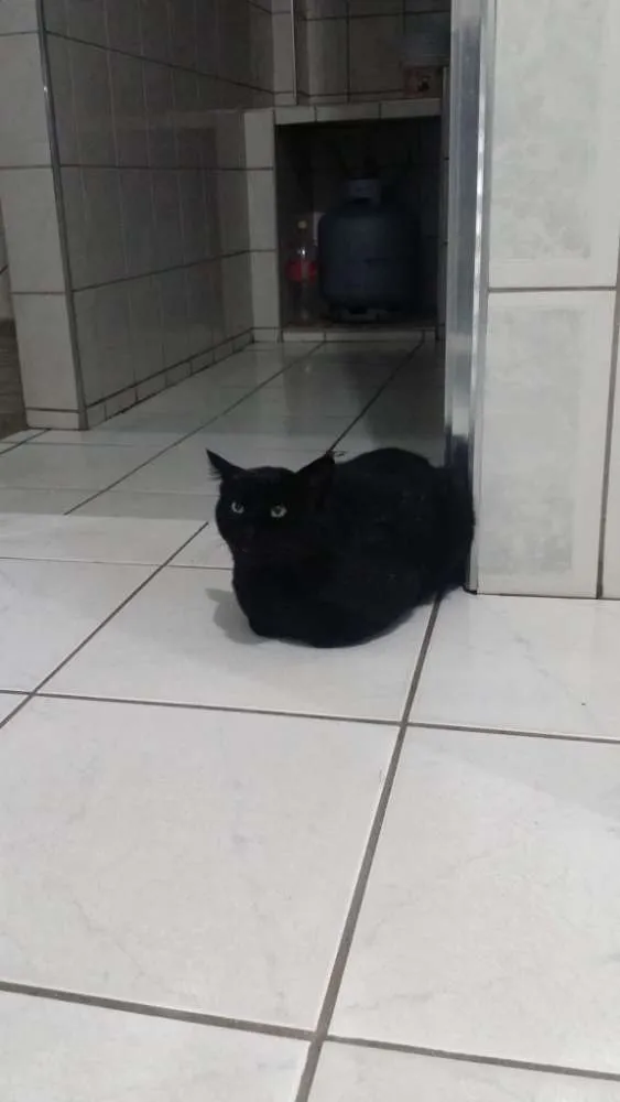 Gato ra a Vira lata idade 1 ano nome Jack