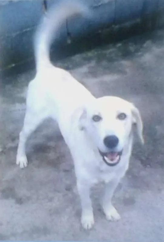 Cachorro ra a Indefinida idade 4 anos nome Sansão