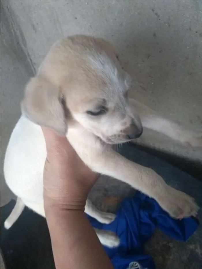 Cachorro ra a  idade Abaixo de 2 meses nome Não sei