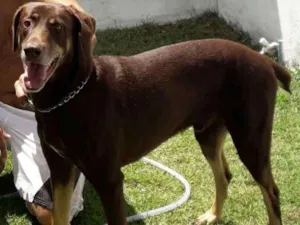 Cachorro raça Dobermann idade 4 anos nome Thor