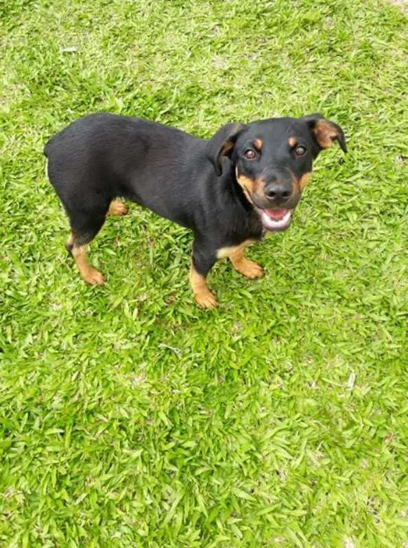 Cachorro ra a SRD idade 7 a 11 meses nome MEG