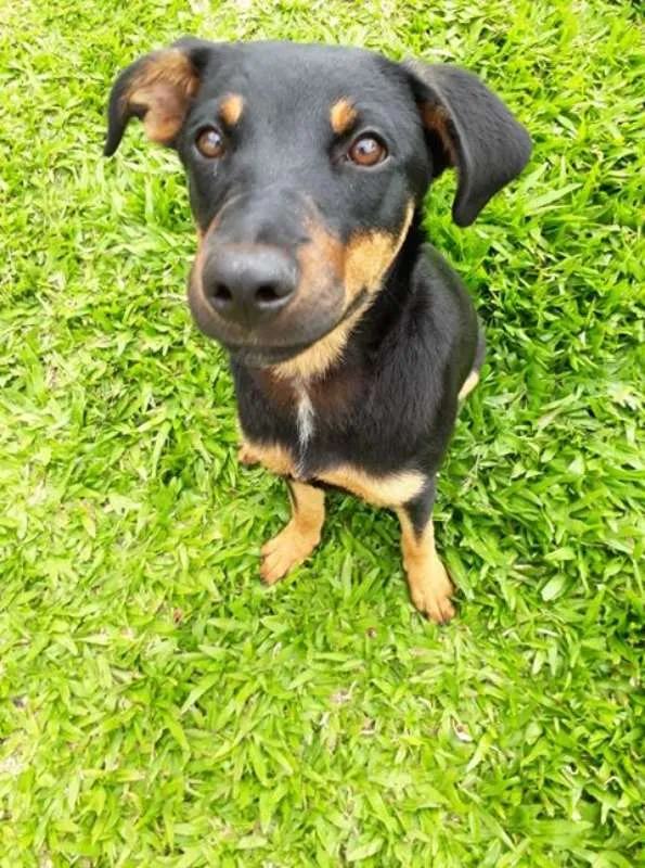 Cachorro ra a SRD idade 7 a 11 meses nome MEG