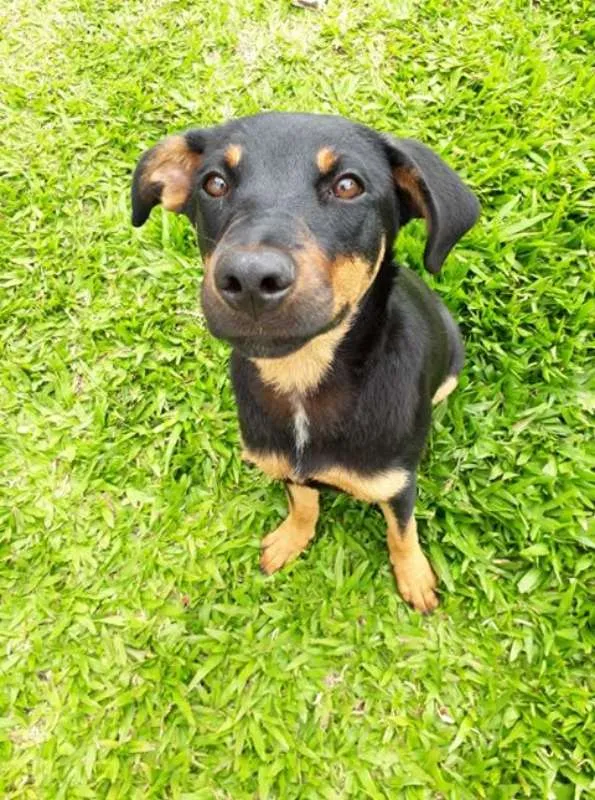 Cachorro ra a SRD idade 7 a 11 meses nome MEG