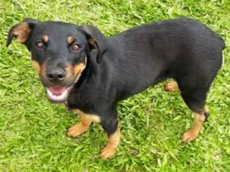 Cachorro ra a SRD idade 7 a 11 meses nome MEG