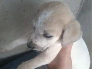 Cachorro raça  idade Abaixo de 2 meses nome Não sei