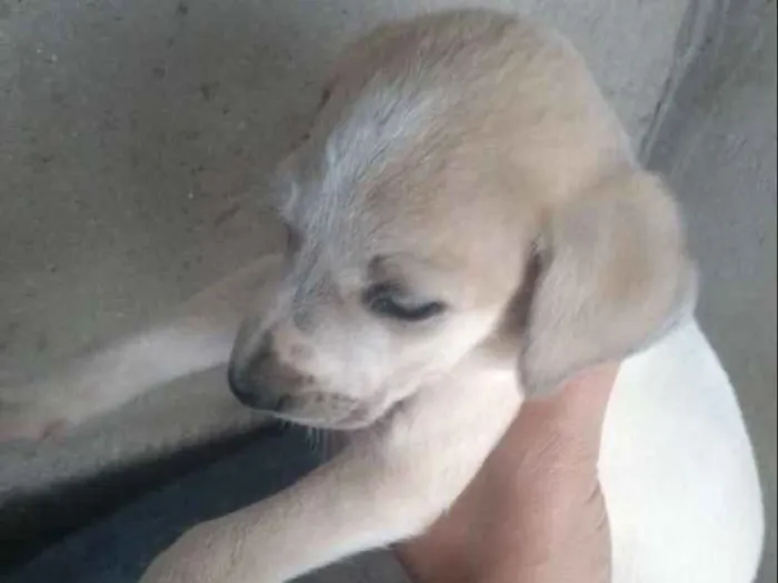 Cachorro ra a  idade Abaixo de 2 meses nome Não sei