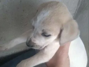 Cachorro raça  idade Abaixo de 2 meses nome Não sei