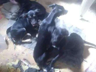 Cachorro raça Pé duro idade 3 anos nome Estrela