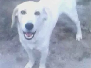 Cachorro raça Indefinida idade 4 anos nome Sansão