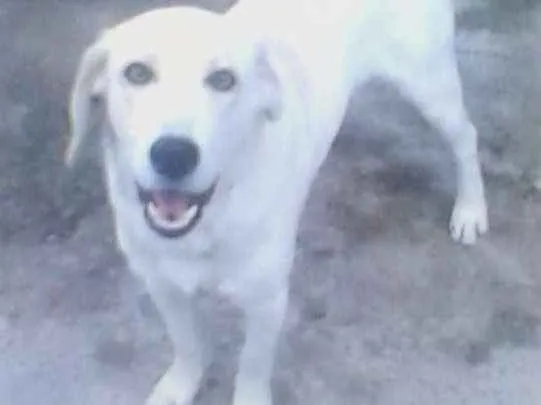 Cachorro ra a Indefinida idade 4 anos nome Sansão