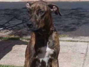 Cachorro raça Fila idade 2 anos nome Nina