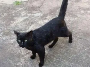 Gato raça Vira lata idade 1 ano nome Jack