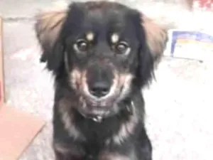 Cachorro raça SRD idade 2 anos nome Spike
