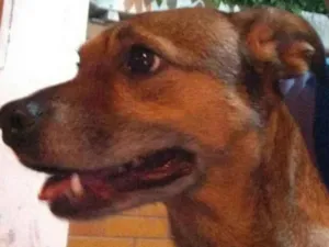Cachorro raça viralata idade 5 anos nome Aisha