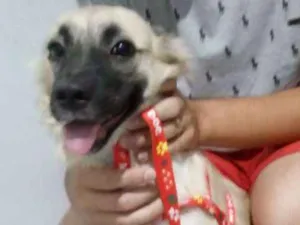 Cachorro raça Viralata idade 2 a 6 meses nome Zuma