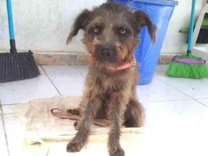 Cachorro raça mestiça (schnauzer?) idade 1 ano nome desconhecido