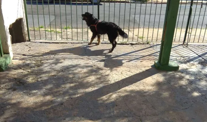 Cachorro ra a SRD idade 4 anos nome Bili