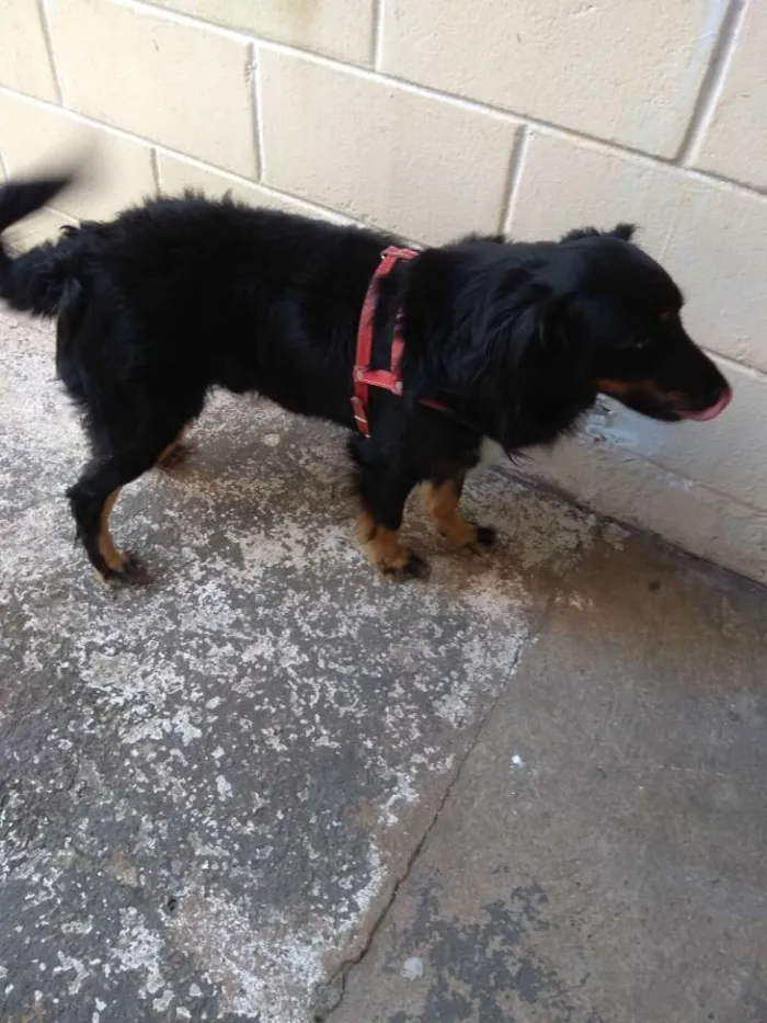 Cachorro ra a SRD idade 4 anos nome Bili