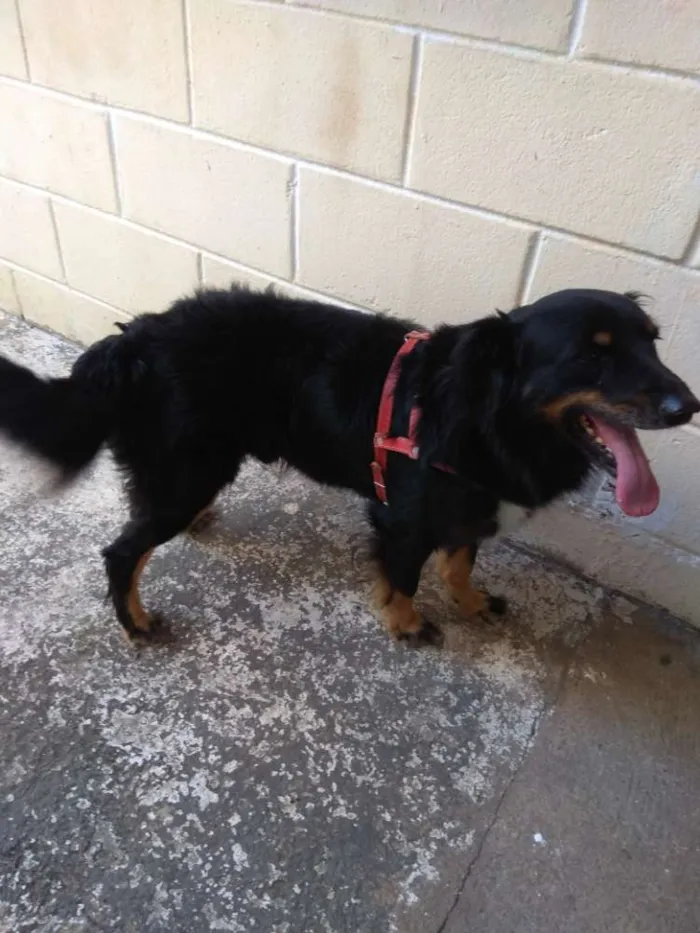 Cachorro ra a SRD idade 4 anos nome Bili