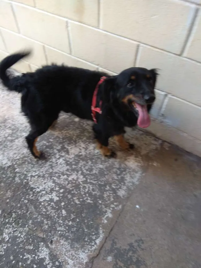 Cachorro ra a SRD idade 4 anos nome Bili