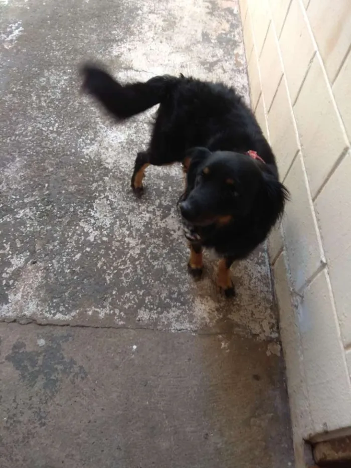 Cachorro ra a SRD idade 4 anos nome Bili