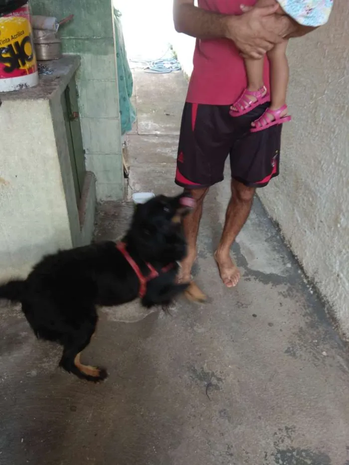 Cachorro ra a SRD idade 4 anos nome Bili