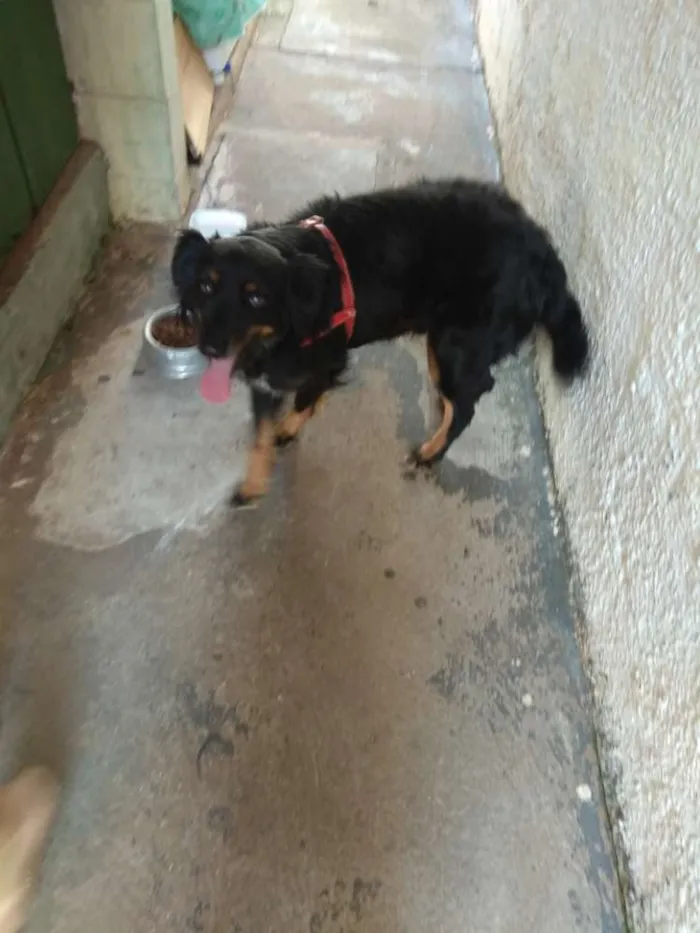 Cachorro ra a SRD idade 4 anos nome Bili