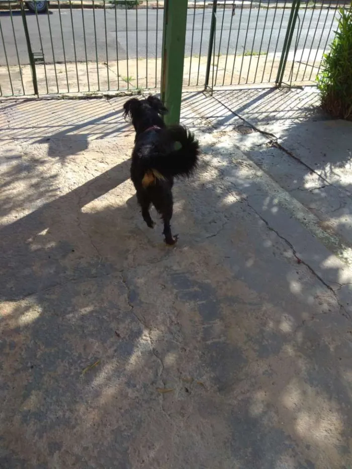Cachorro ra a SRD idade 4 anos nome Bili