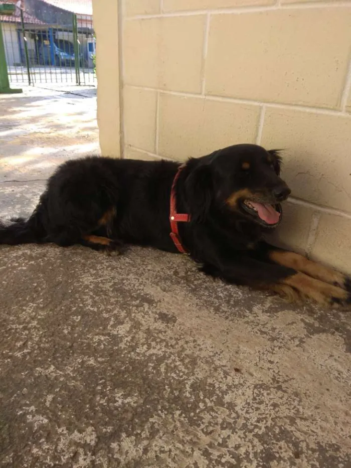 Cachorro ra a SRD idade 4 anos nome Bili