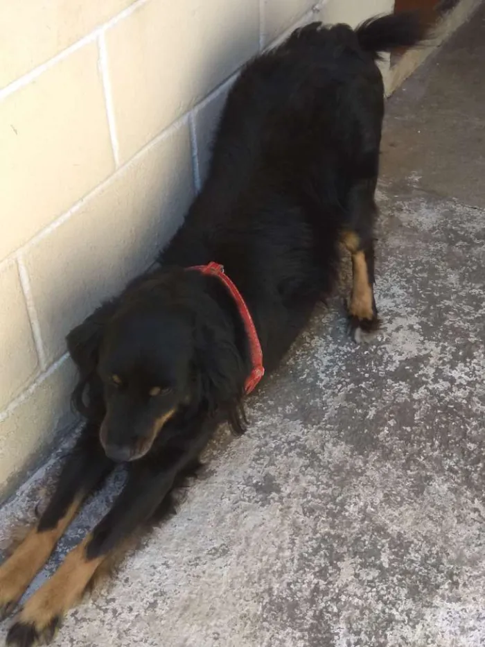 Cachorro ra a SRD idade 4 anos nome Bili