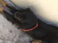 Bili