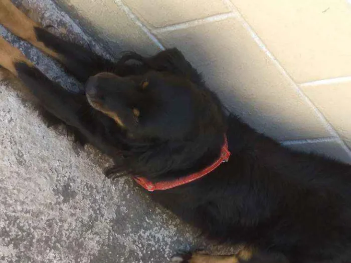 Cachorro ra a SRD idade 4 anos nome Bili
